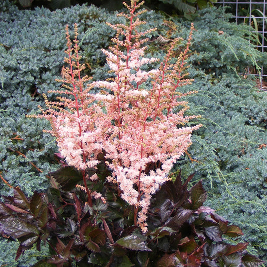 Pluimspirea Spotlight' - Bakker