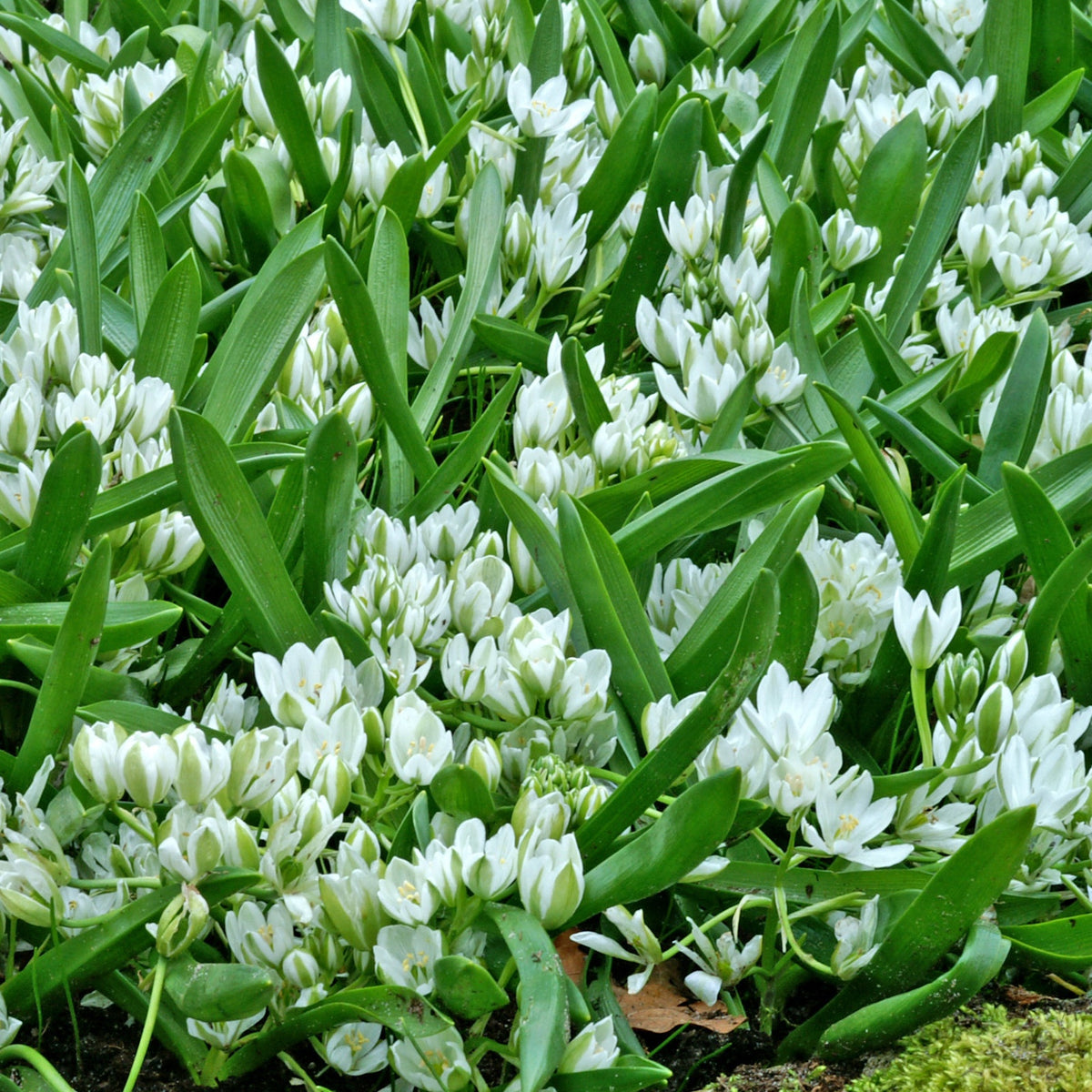 Breedbladige vogelmelk (x20) - Ornithogalum balansae - Bakker