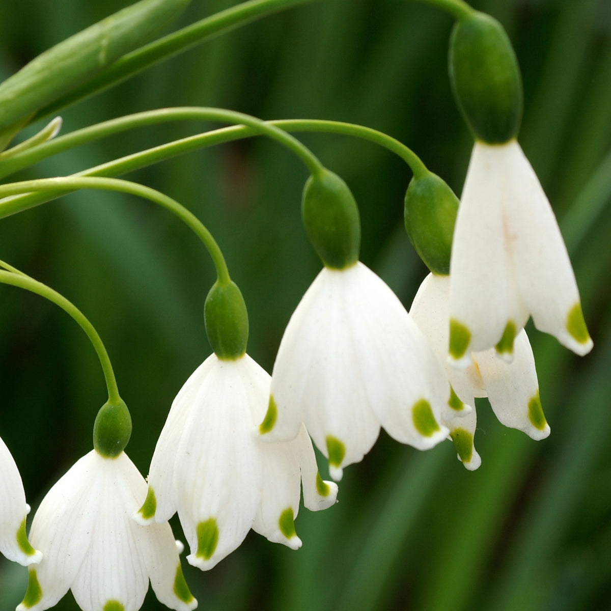 Leucojum aestivum - Zomerklokje (x8) - Voorjaarsbloeiers