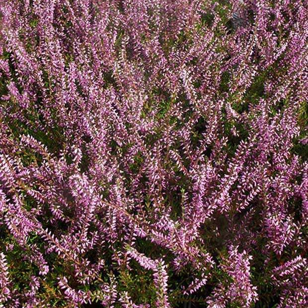 Heideplanten - Dopheide 'Marlies' - Calluna vulgaris marlies