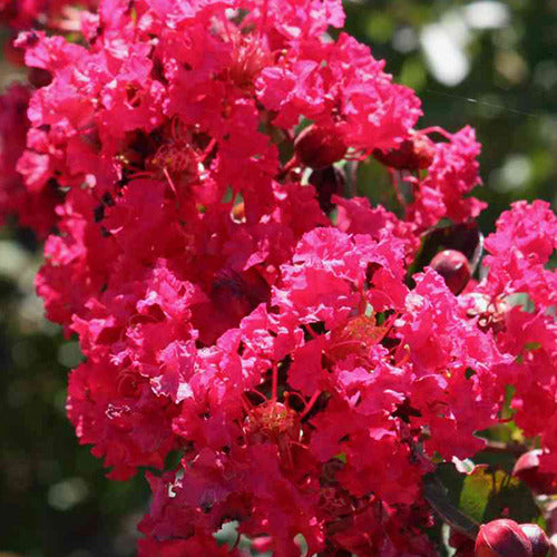Indische sering 'Petite Red' - Bakker