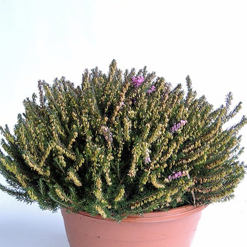 Winterheide 'J.W. Porter' - Erica darleyensis j.w porter - Bakker