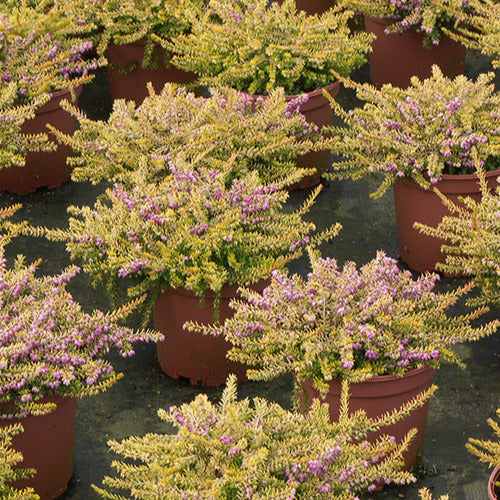 Winterheide 'Eva Gold' - Erica darleyensis eva gold - Bakker