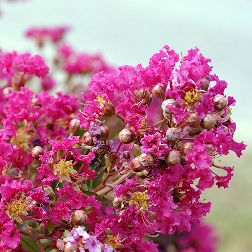 Indische sering 'Indica Mimie'® - Lagerstroemia indica mimie ® fuchsia - Bakker