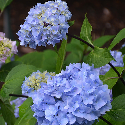 Boerenhortensia 'So Long® Ebony Monmar' - Bakker