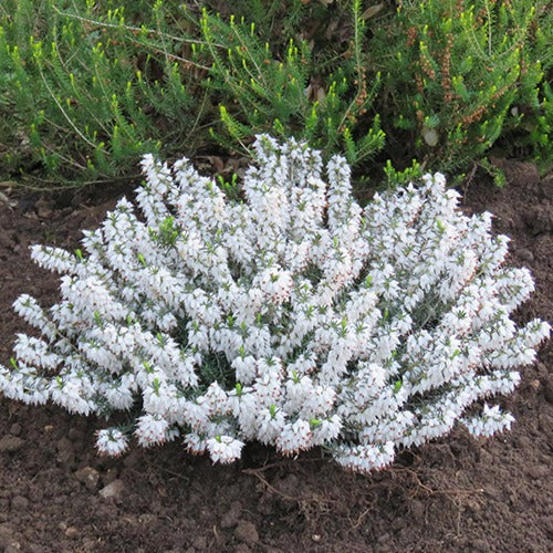 Winterheide 'Snowbelle' - Bakker
