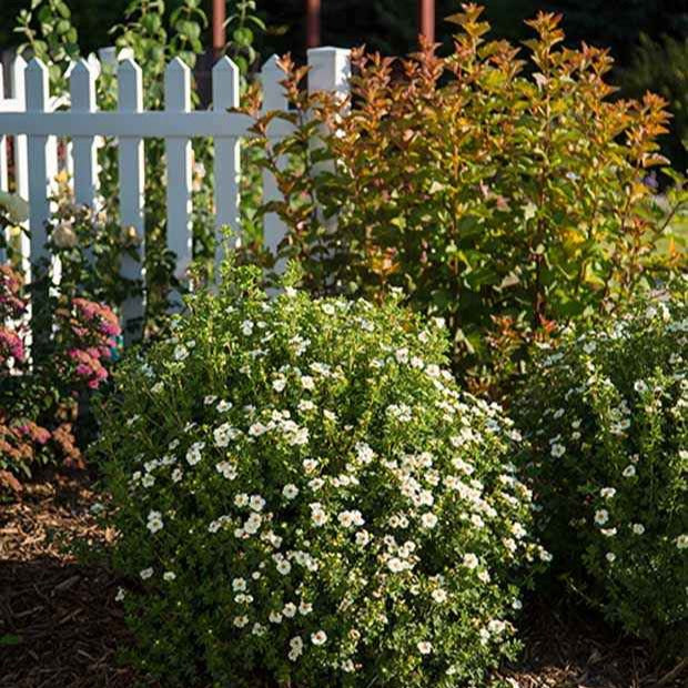 Potentilla fruticosa creme brûlée - Ganzerik 'Crème Brûlée' - Bloeiende heesters