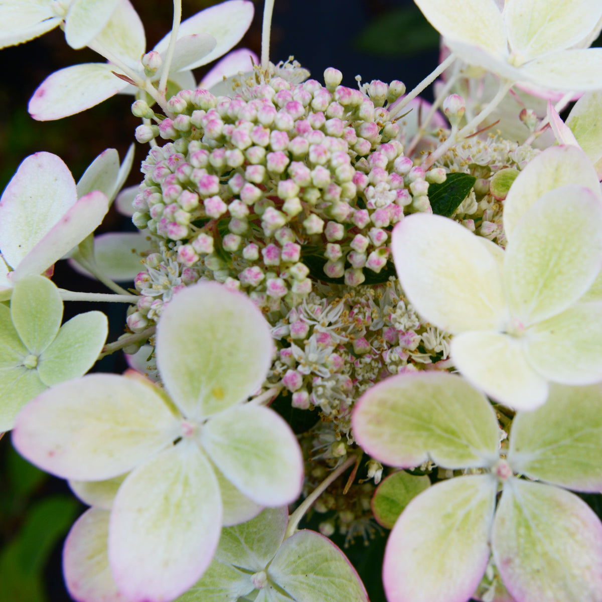 Verkoop Pluimhortensia 'Pastelgreen'® Renxolor