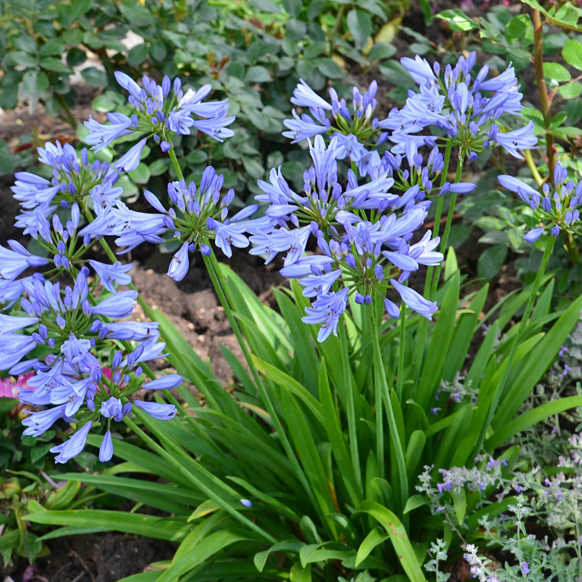Afrikaanse lelie 'Pitchoune Blue' - Agapanthus x pitchoune ® bleu 'scrarey09' - Bakker