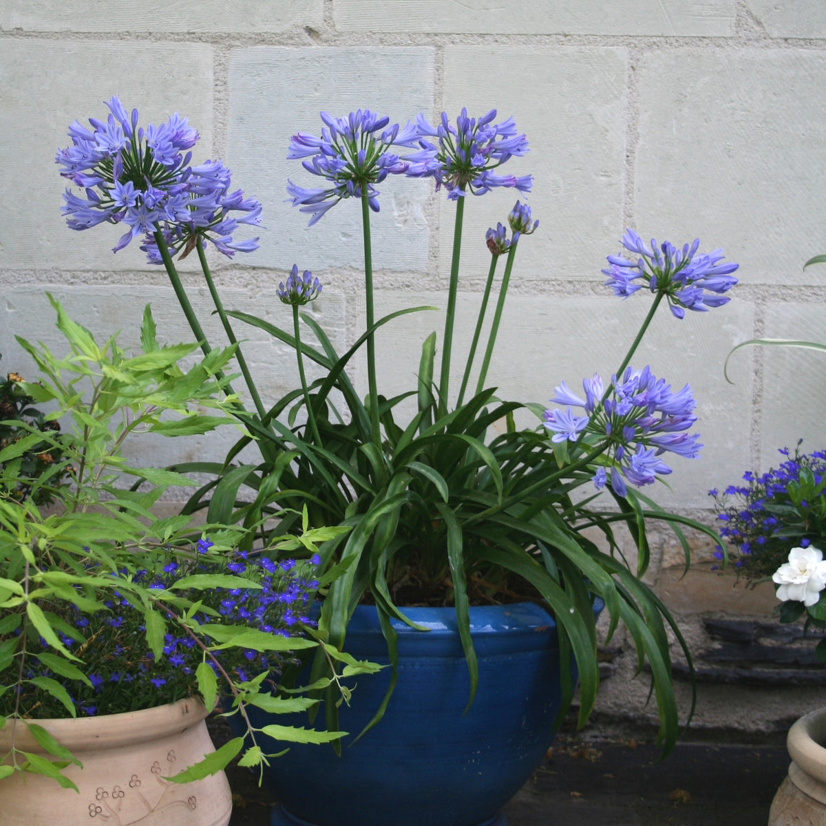 Afrikaanse lelie 'Pitchoune Blue' - Bakker
