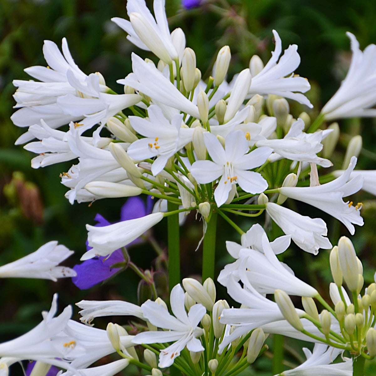 Afrikaanse lelie 'Pitchoune White' - Agapanthus x pitchoune ® blanc 'tur161' - Bakker