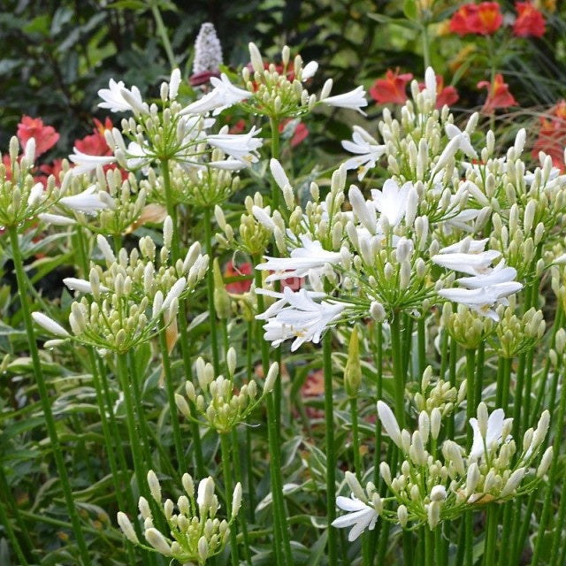 Afrikaanse lelie 'Pitchoune White' - Bakker