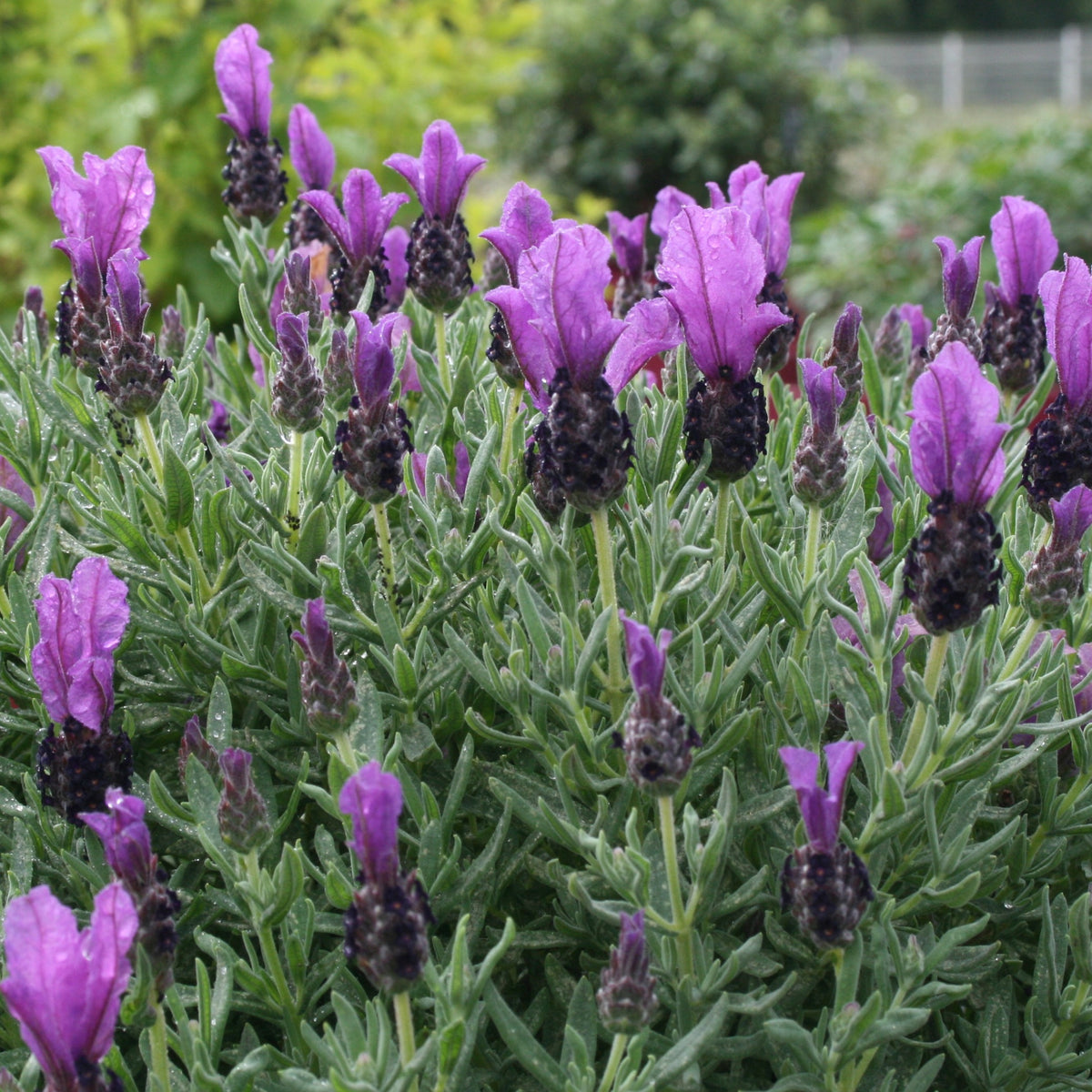 Kuiflavendel 'Magical ® Posy Purple' - Lavandula stoechas magical® posy purple 'kolma pop - Bakker
