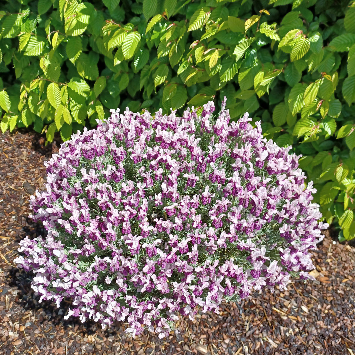 Kuiflavendel 'Magical ® Posy Pink' - Bakker