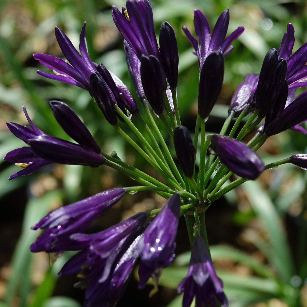 Afrikaanse lelie 'Pitchoune Violet' - Agapanthus x pitchoune ® violet 'mill04' - Bakker