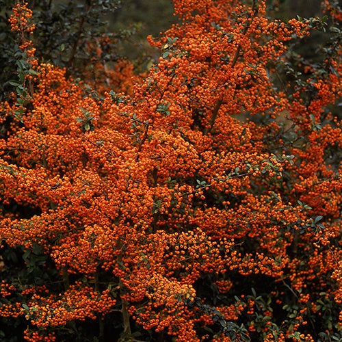 Vuurdoorn 'Saphyr® Orange Cadange' - Pyracantha  saphyr ® orange'cadange' - Bakker