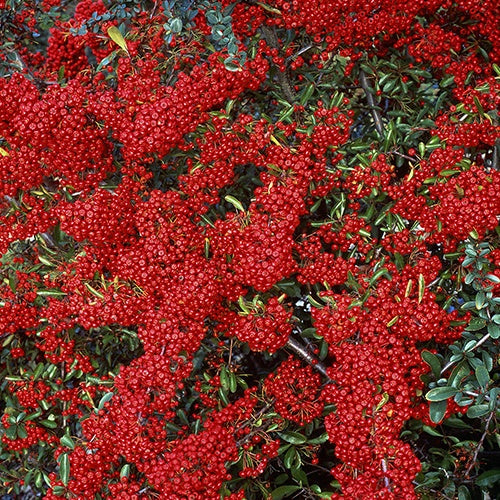 Pyracantha saphyr ® rouge'cadrou' - Vuurdoorn 'Saphyr® Rouge Cadrou' - Wintergroene planten