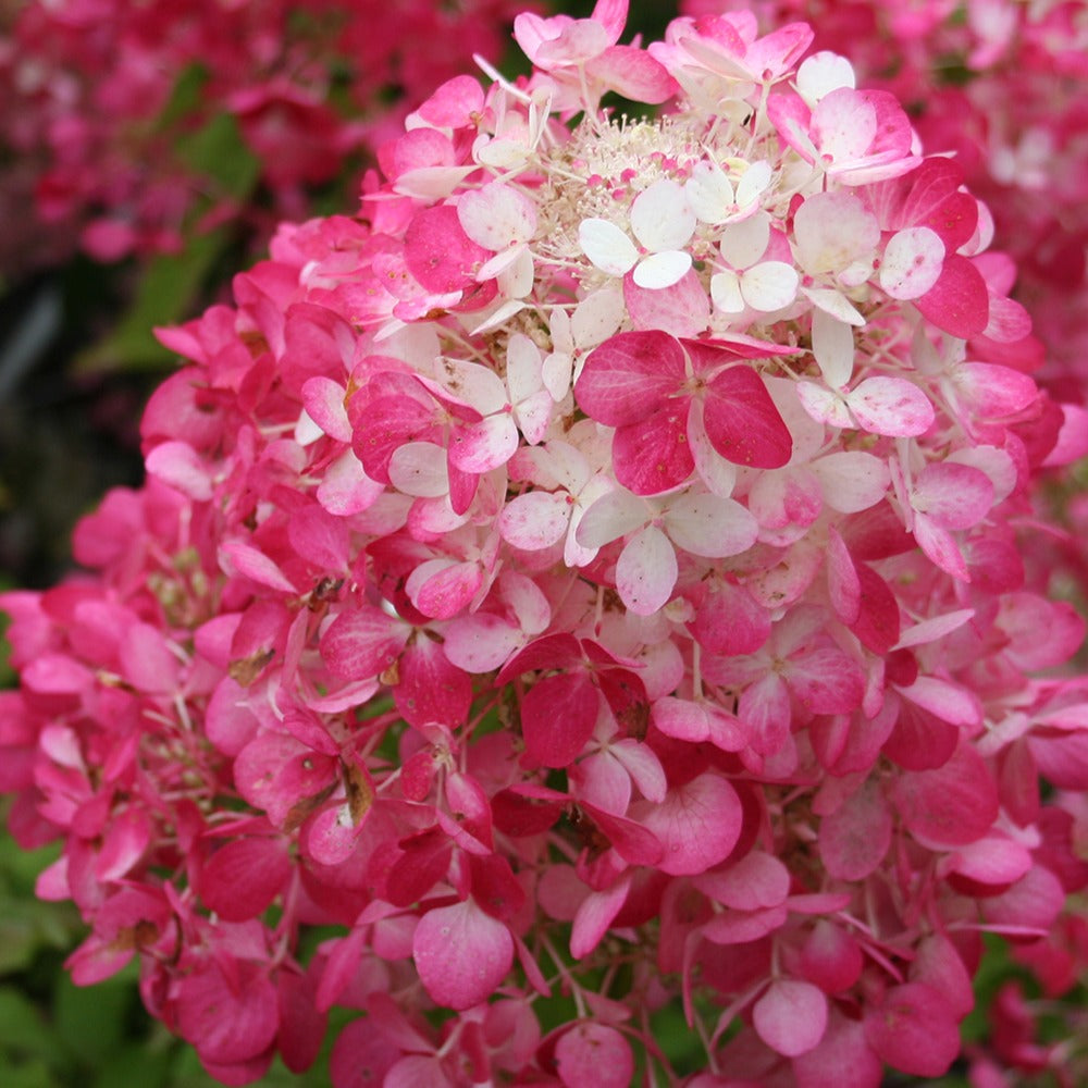 Pluimhortensia - Pluimhortensia 'Diamant Rouge' - Hydrangea paniculata diamant rouge ® 'rendia'