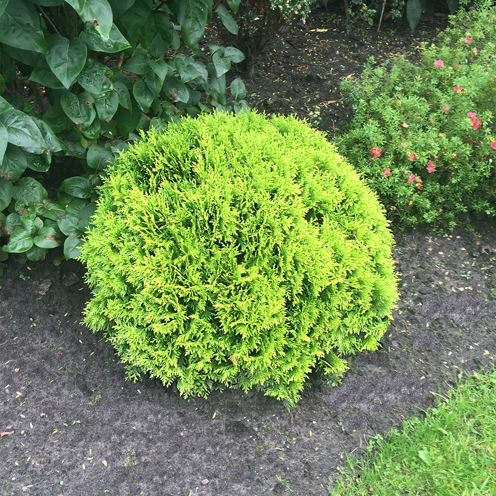 Levensboom 'Mirjam' - Thuja occidentalis Mirjam - Bakker