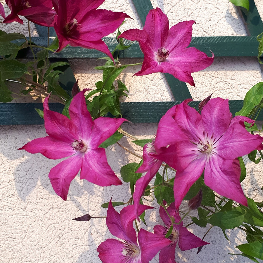 Bosrank 'Nancy' / 'Jour de la terre'® - Clematis integrifolia nancy jour de la terre®clemi - Bakker