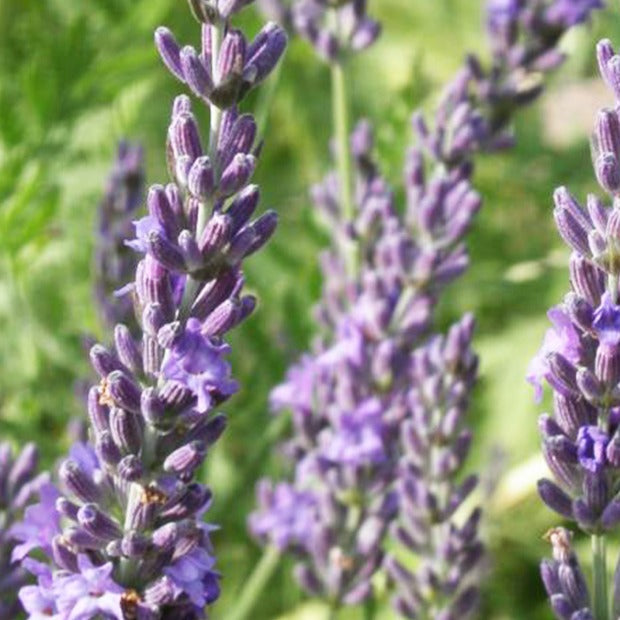 Lavendel - Lavendel 'Grosso' - Lavandula angustifolia Grosso