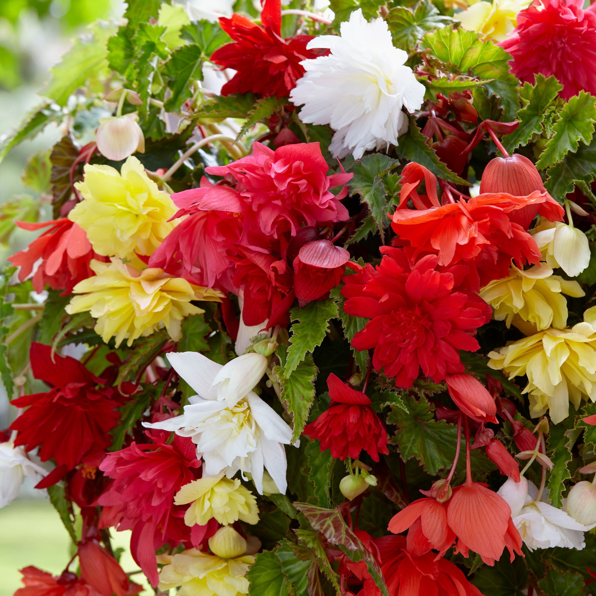 Enkelbloemige begonia Mix - Begonia pendula - Bakker