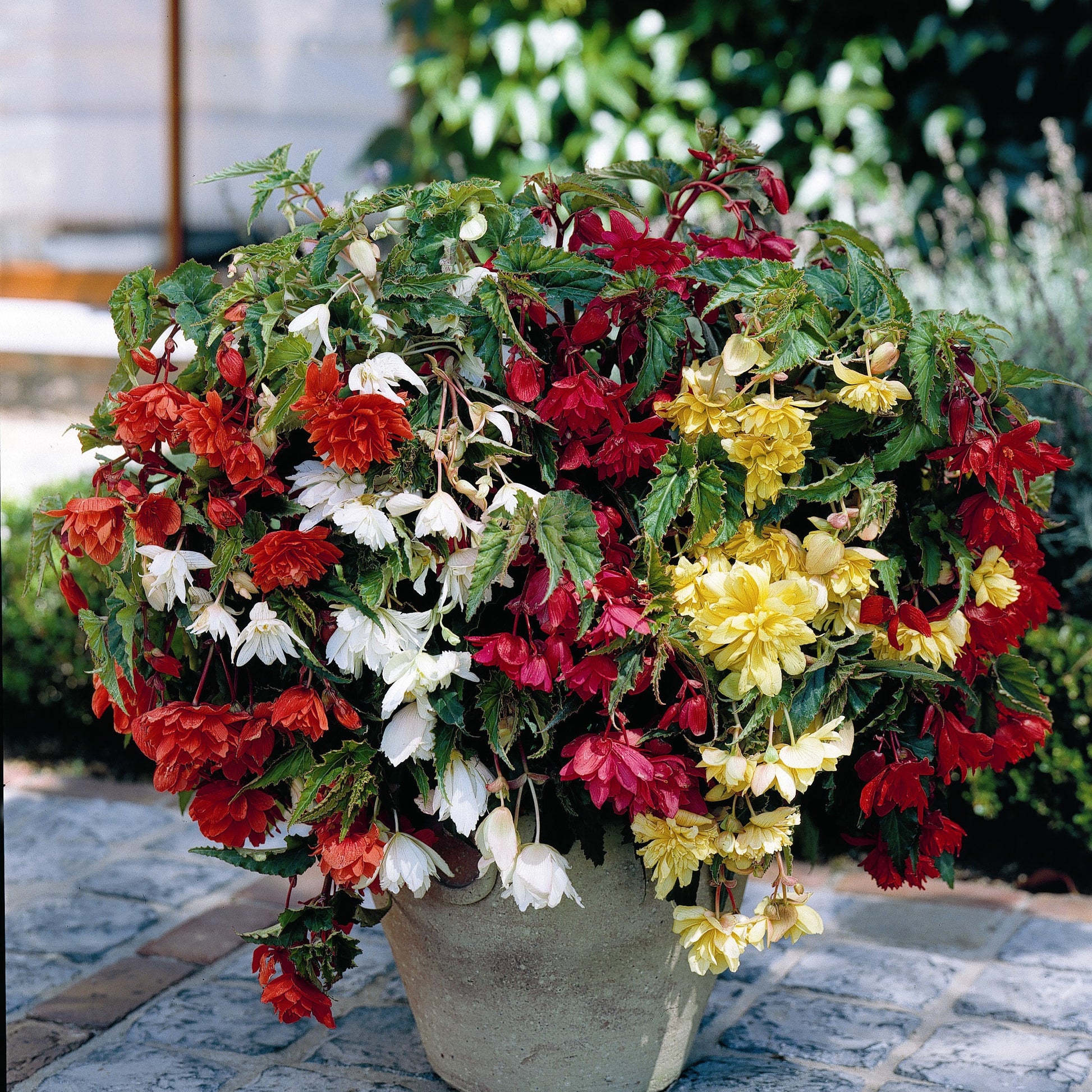 Begonia pendula - Enkelbloemige begonia Mix - Begonia