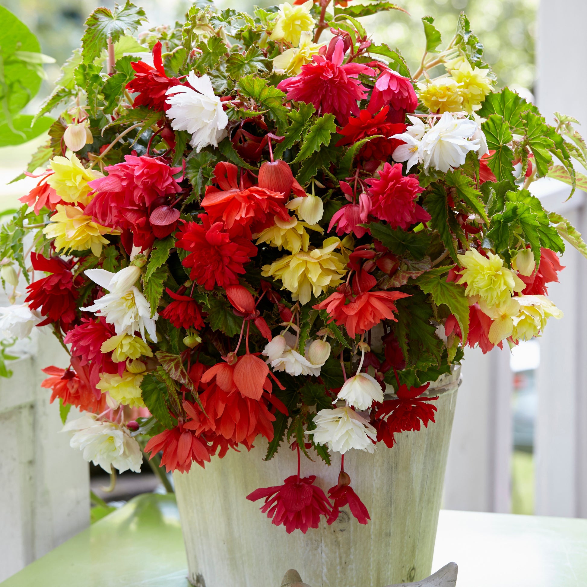 Enkelbloemige begonia Mix - Bakker