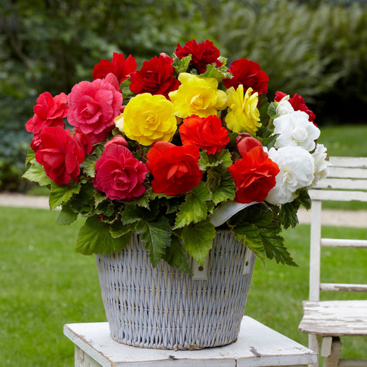 Dubbele begonia Mix - Bakker