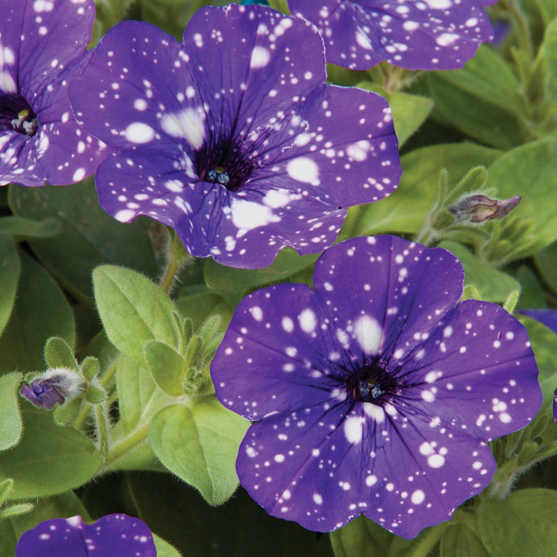 Petunia en Calibrachoa - Petunia 'Night Sky'® (x3) - Petunia Nightsky