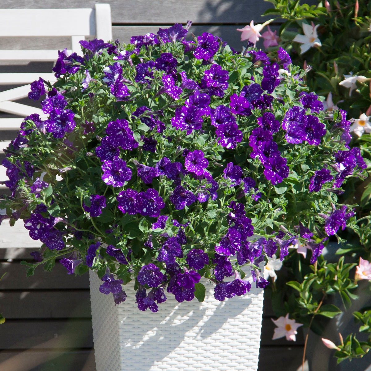 Petunia 'Night Sky'® (x3) - Bakker