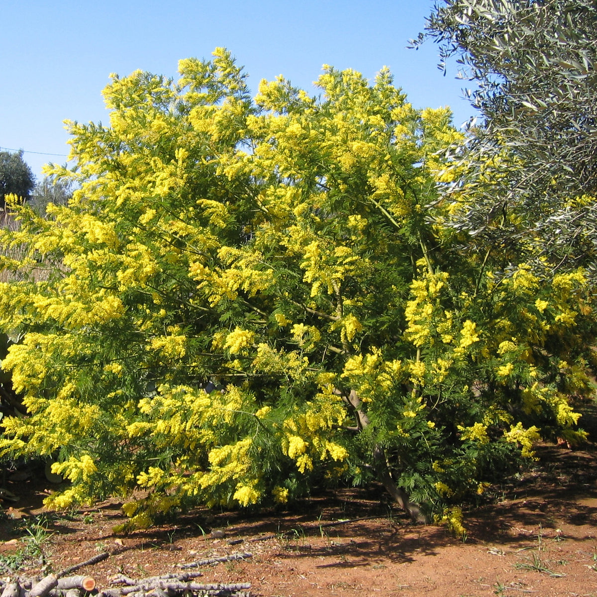 Verkoop Mimosa