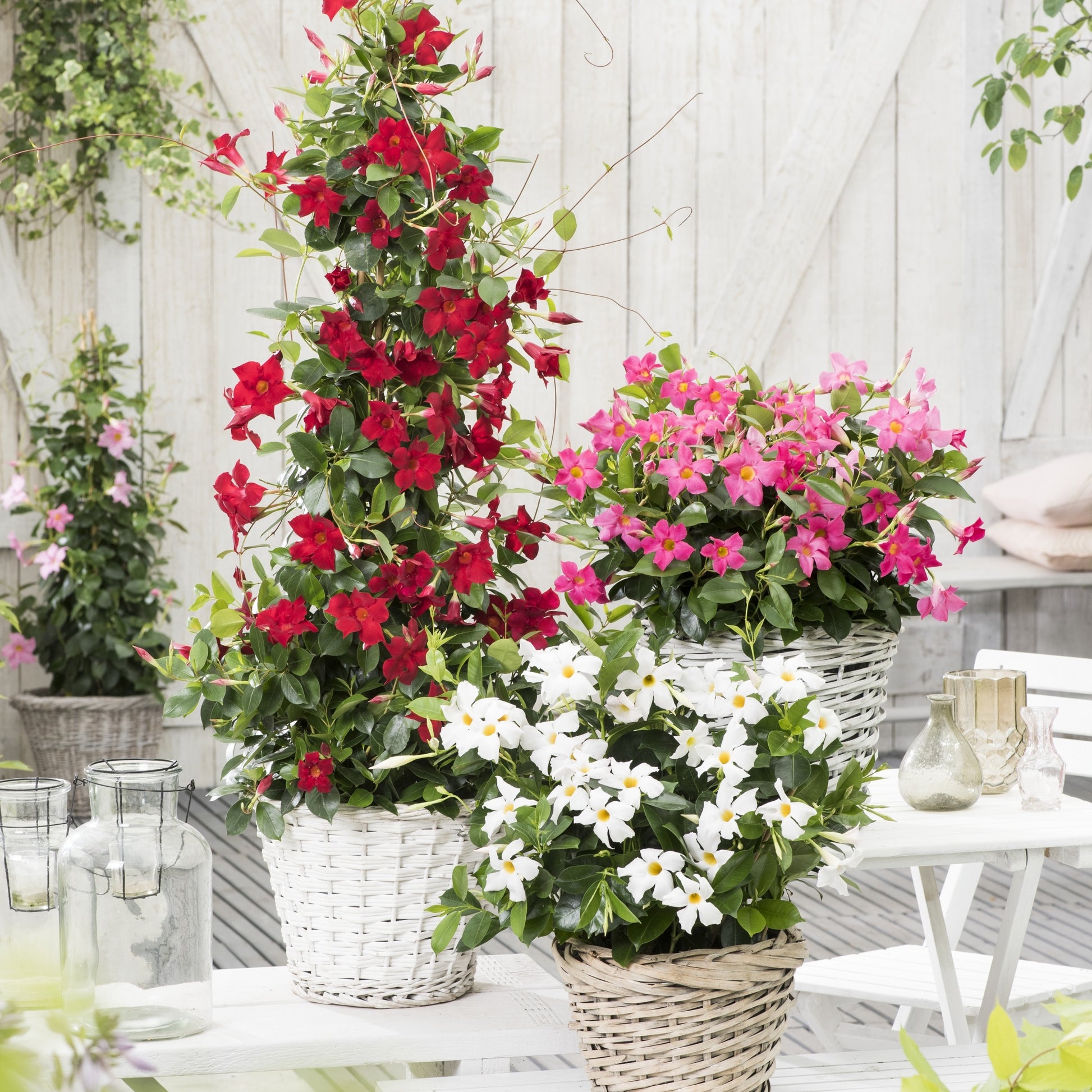 Chileense jasmijn rood - Dipladenia - Mandevilla - Bakker