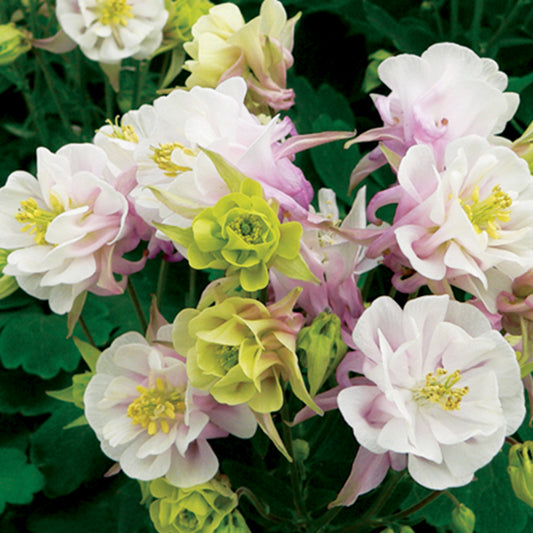 Akelei Winky Rose White - Bakker