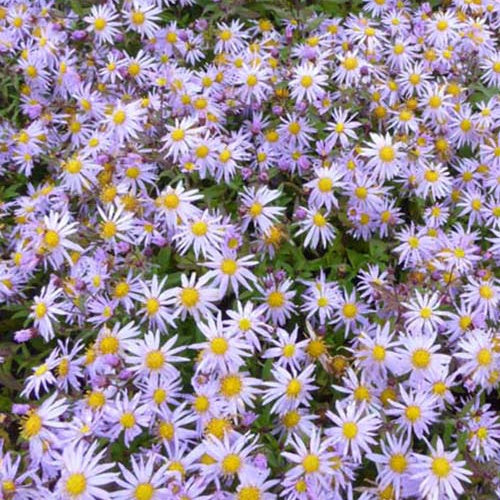 Aster Eleven Purple - Bakker