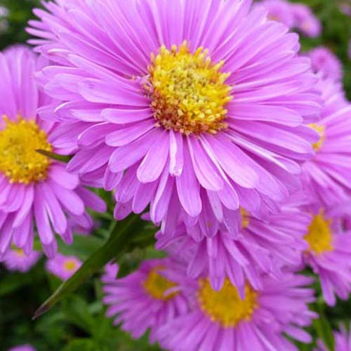 Aster Patricia Ballard (x3) - Bakker