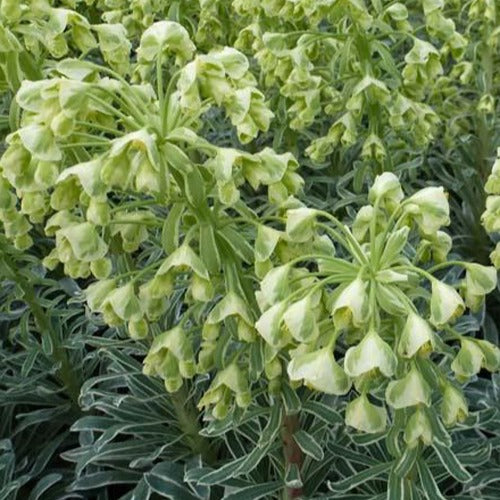 Wolfsmelk 'Glacier Blue' - Bakker