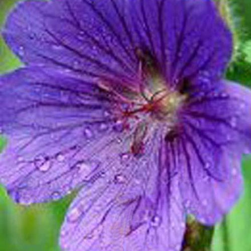 Ooievaarsbek Shooting Star - Bakker