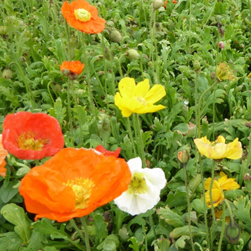 Ijslandse papaver Gartenzwerg - Bakker