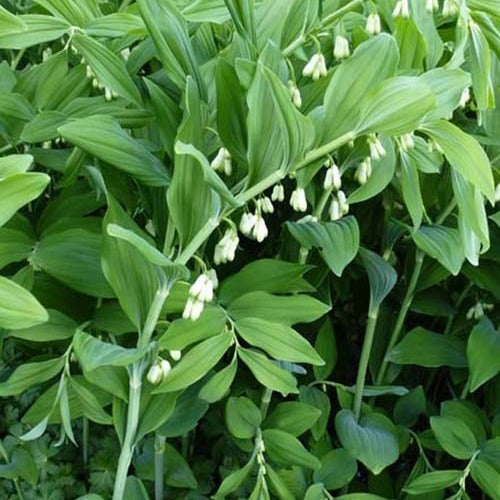 Verkoop Gewone salomonszegel - Polygonatum multiflorum