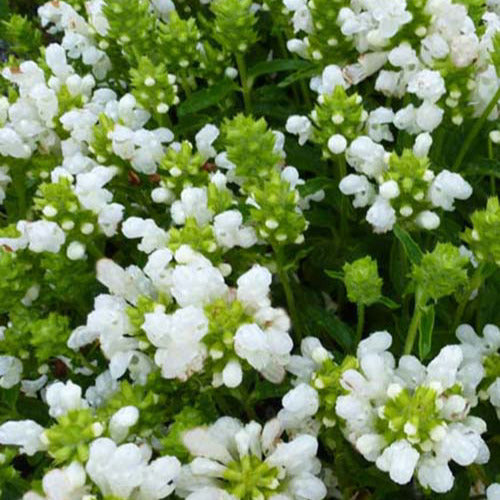 Bijenkorfje White Loveliness - Bakker
