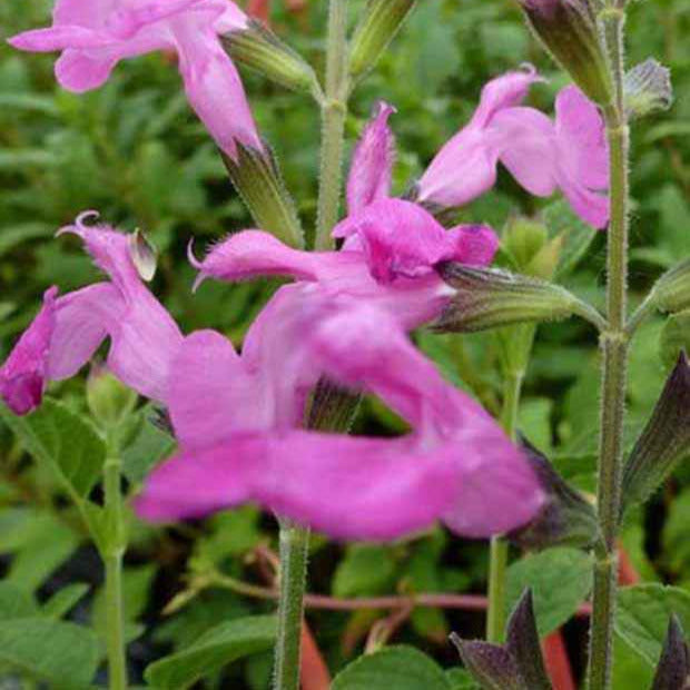 Salie 'Pink Beauty' - Salvia microphylla pink beauty - Bakker