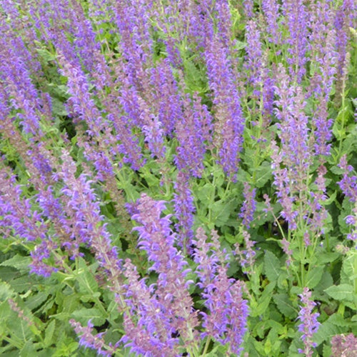 Siersalie Mainacht - Salvia nemorosa mainacht - Bakker