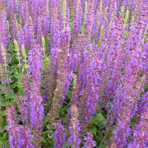 Siersalie Ostfriesland - Salvia nemorosa ostfriesland - Bakker