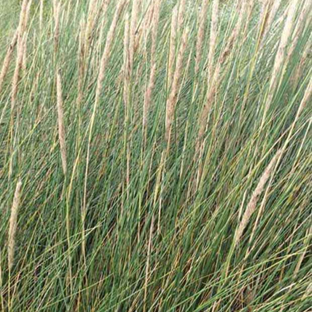 Ammophila arenaria - Helmgras - Siergrassen