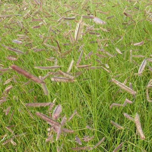 Bouteloua gracilis - Muskietgras - Vaste planten