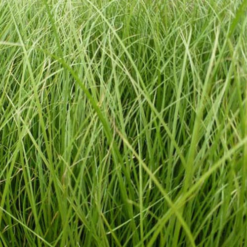 Zegge Phoenix Green - Bakker