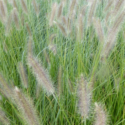 LampepoetsersgrasLady U - Bakker