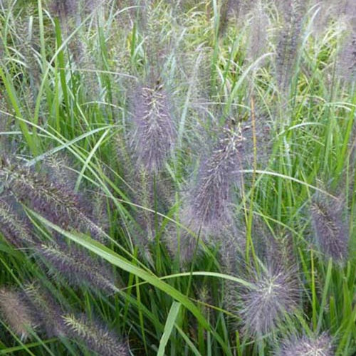 LampepoetsersgrasNational Arboretum - Bakker