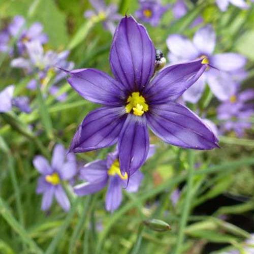 Blauwogengras - Bakker